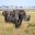 A herd of elephants in the Savannah of the Masai Mara